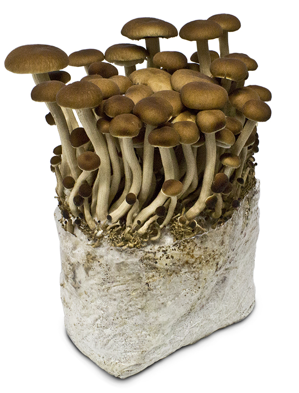 Pioppino Mushroom Log