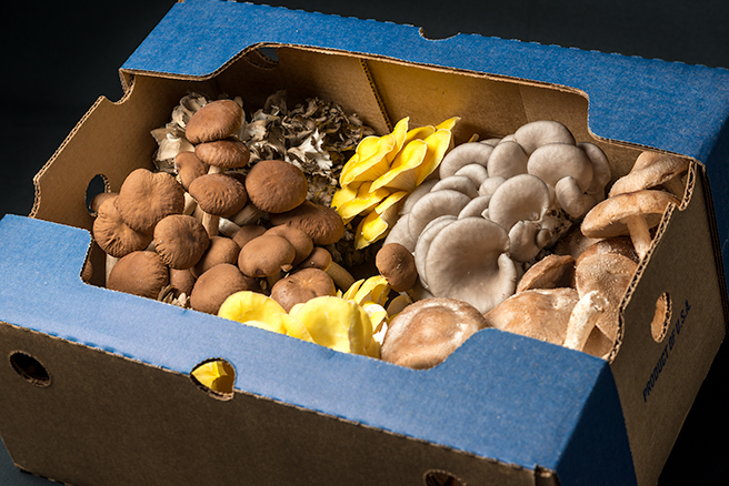 Mushroom variety