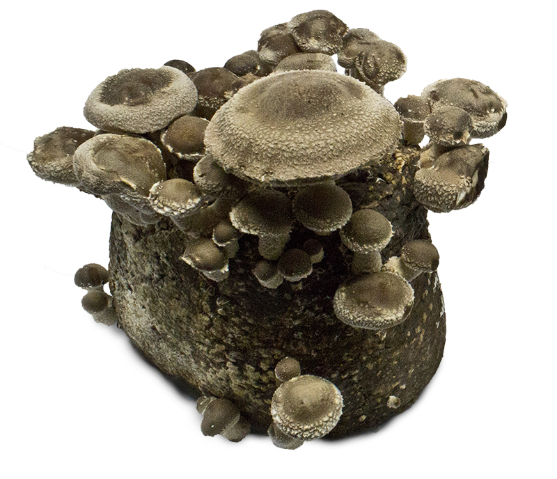 Shiitake Mushroom Logs