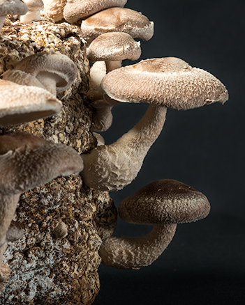 Log of shiitake mushrooms