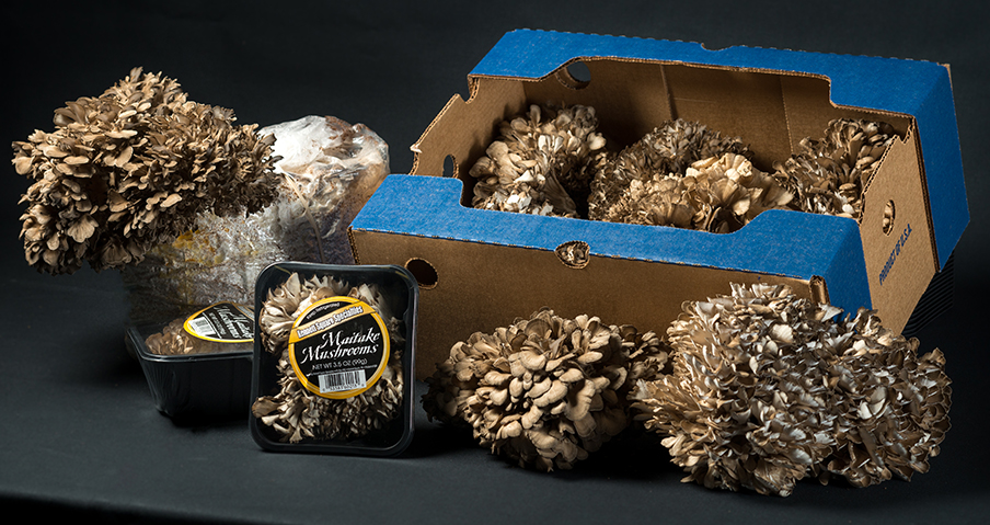 Maitake Mushroom Products