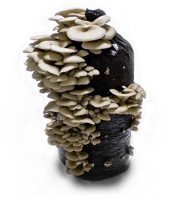 Grown Oyster Mushrooms